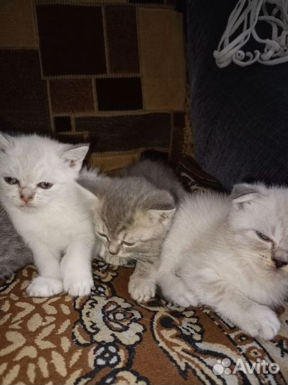 Шотландская вислоухая кошка