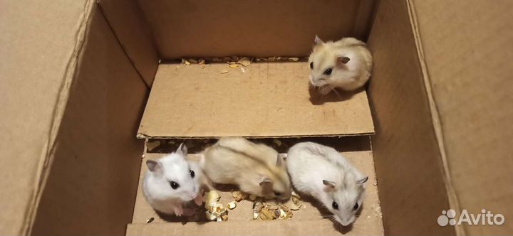 Джунгарский хомяк