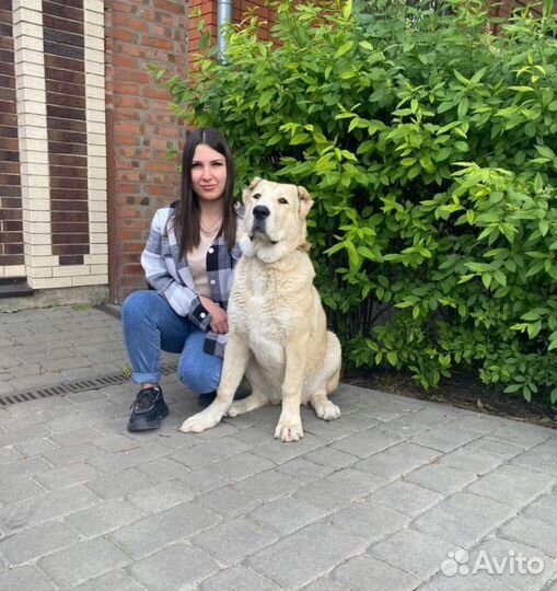 Дрессировка собак кинолог