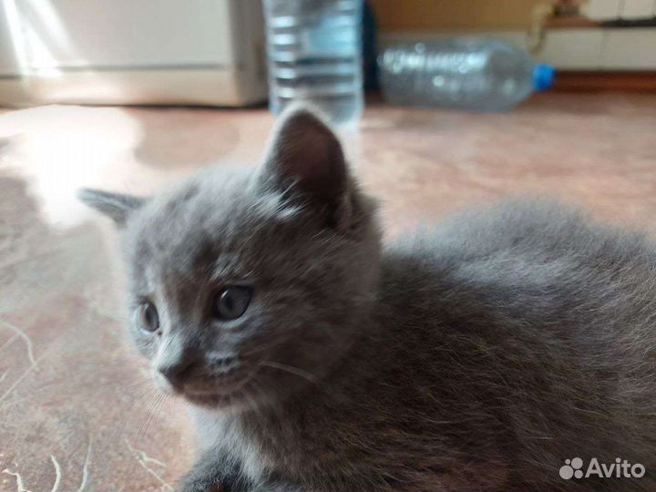 Британские котята