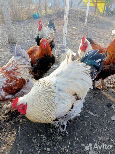 Куры и петухи брама