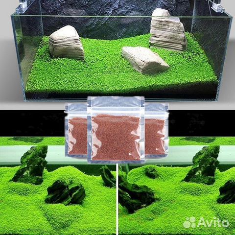 Семена почвопокровных аквариумных растений купить в Барнауле | Животные ...