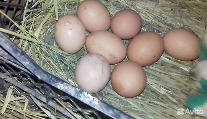 Инкубационное яйцо