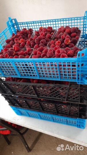 Рассада малины летняя, и ремонтантная