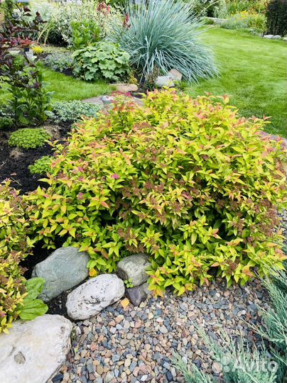 Многолетники