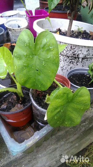 Растения для пруда