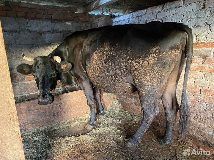 Корова дойная