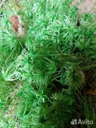 Мох сфагнум