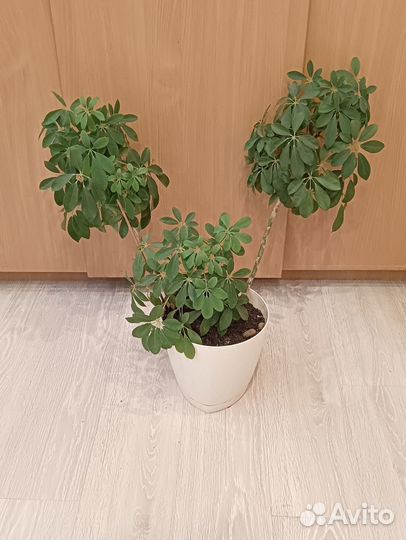 Продам комнатное растение Шефлера
