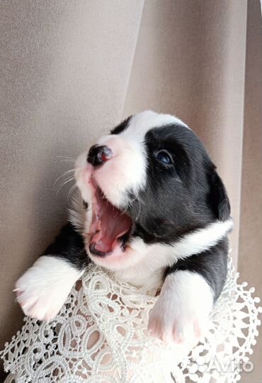 Щенки вельш-корги кардиган