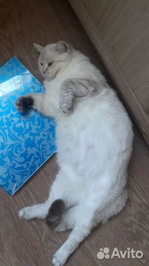 Британские котята золотая шиншилла