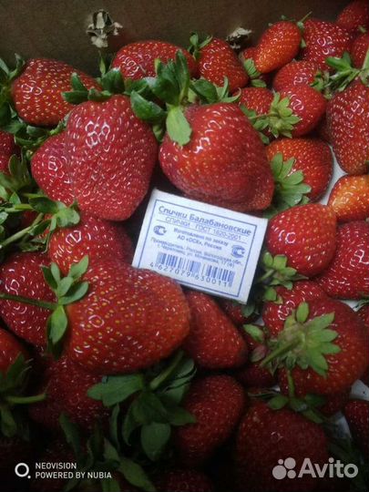 Клубника ндс Мальга, Эльсинора, Вивара и др