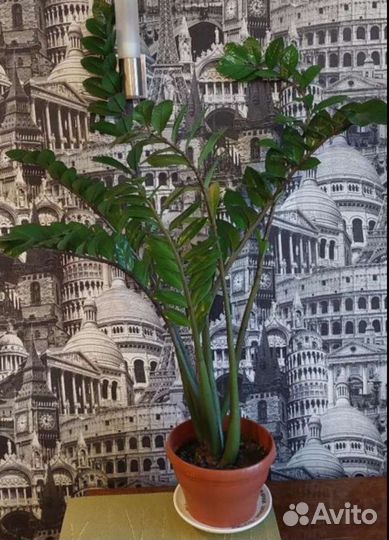 Комнатные цветы (разные)