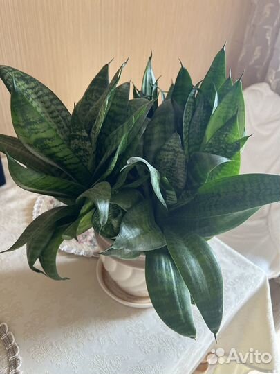 Сансевиерия