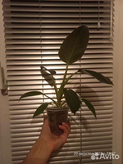 Филодендрон грин принцесс