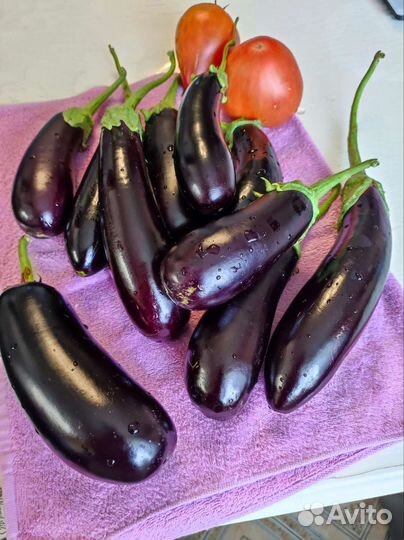 Баклажаны домашние