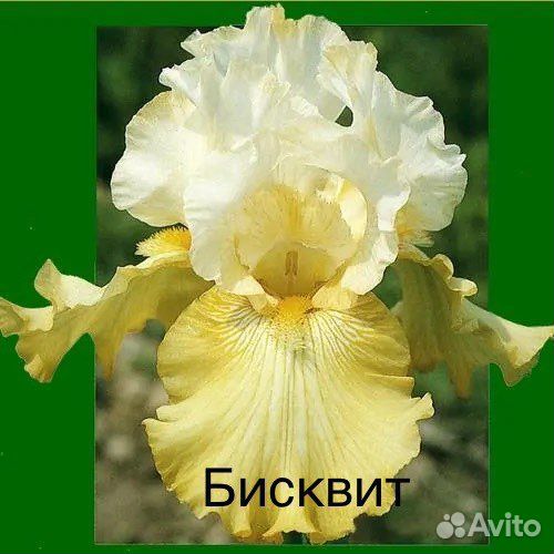 Ирисы бородатые