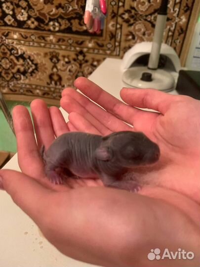 Декоративные кролики