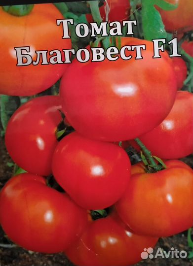 Рассада томатов, пикированные