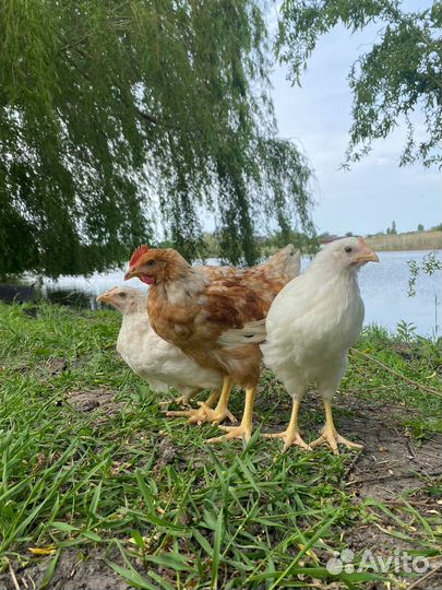 Куры молодки подрощеные