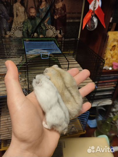 Джунгарский хомяк малыши бронь