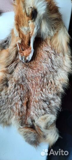 Мех лисы шкурка