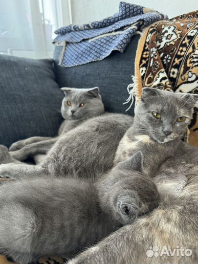 Шотландские котята