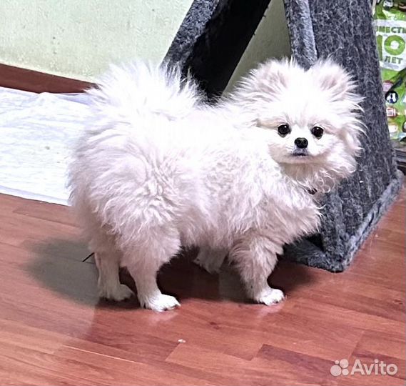 Помераночка