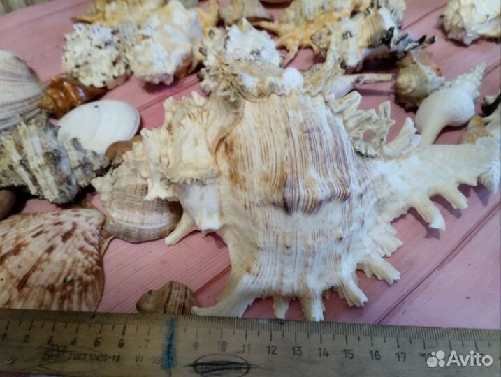 Набор ракушек для аквариума