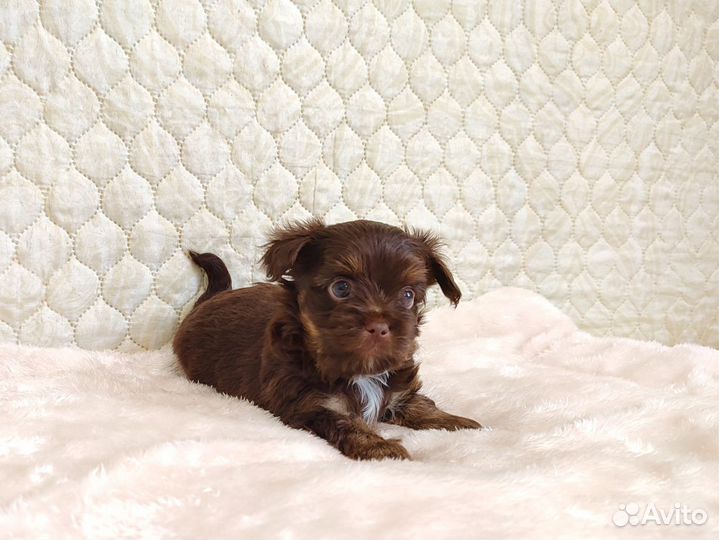 Шоколадное счастье