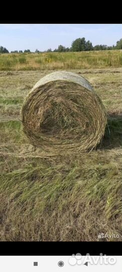 Продам сено в рулонах