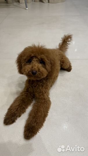 Карликовый пудель красный