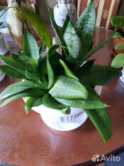 Сансевиерия