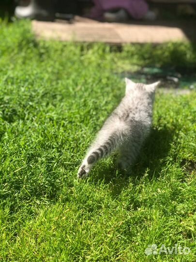 Британская кошечка