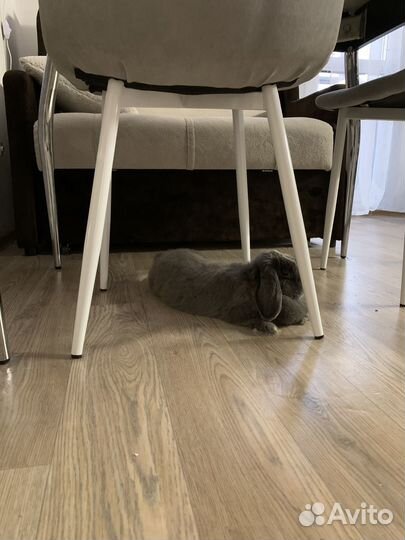 Декоративные кролики в добрые руки