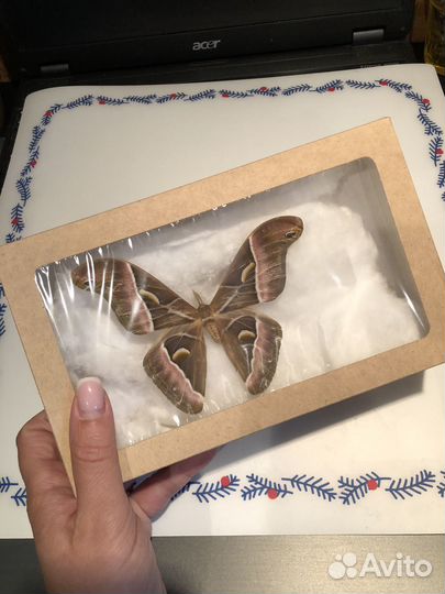 Бабочки Засушенные для фотосессий