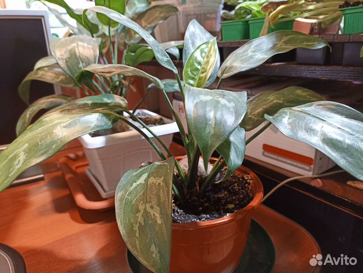 Аглаонема «Мария»