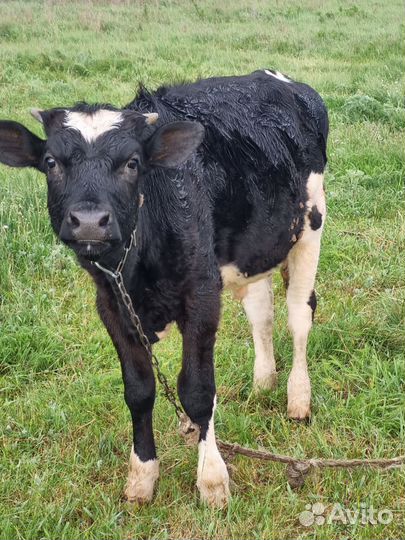 Бычки и телки