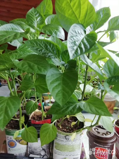 Рассада перцев