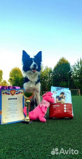 Бордер-колли