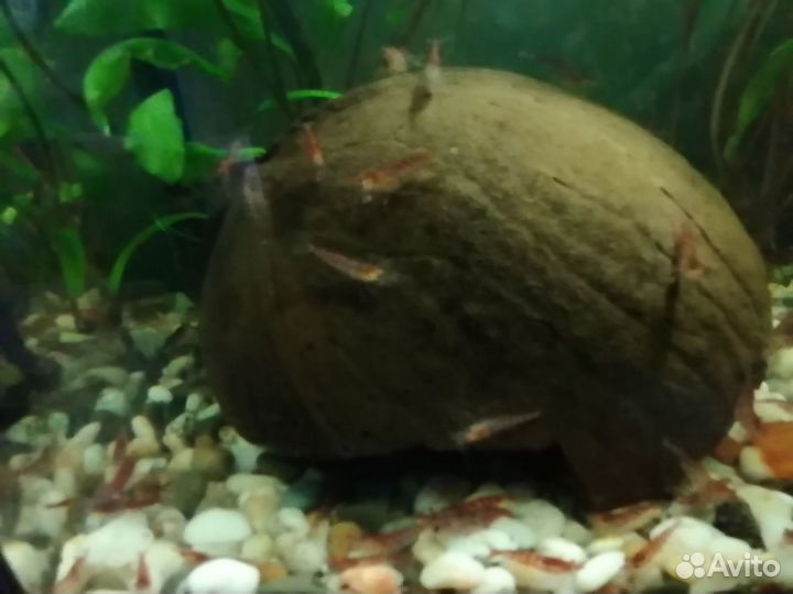 Аквариумные креветки