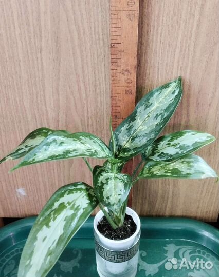 Аглаонема Ложнопоицветниковая. Почтой высылаю