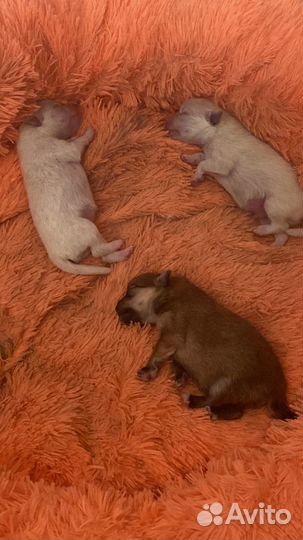 Щенки немецкого шпица