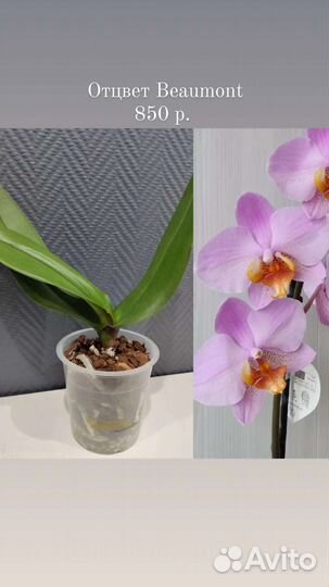 Орхидеи отцветы