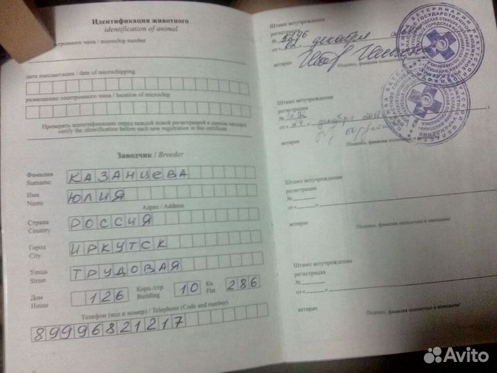 Вязка. Миниатюрный шпиц