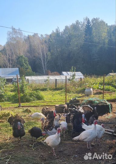 Индюки на племя, мясо