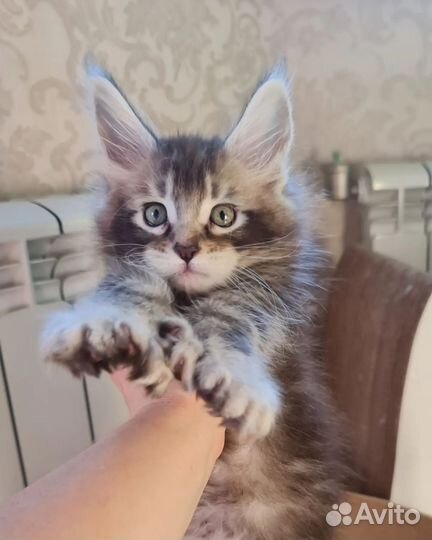 Мейнкун маличик полидакт 77х77