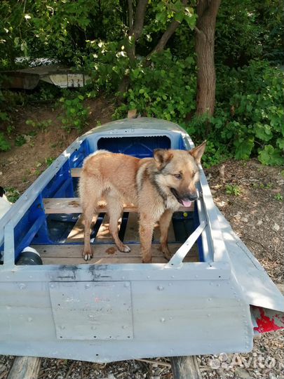 Помесь дворняжки и овчарки