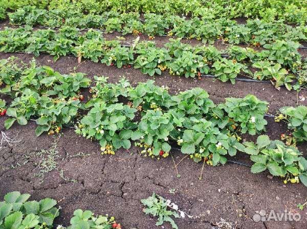 Рассада клубники