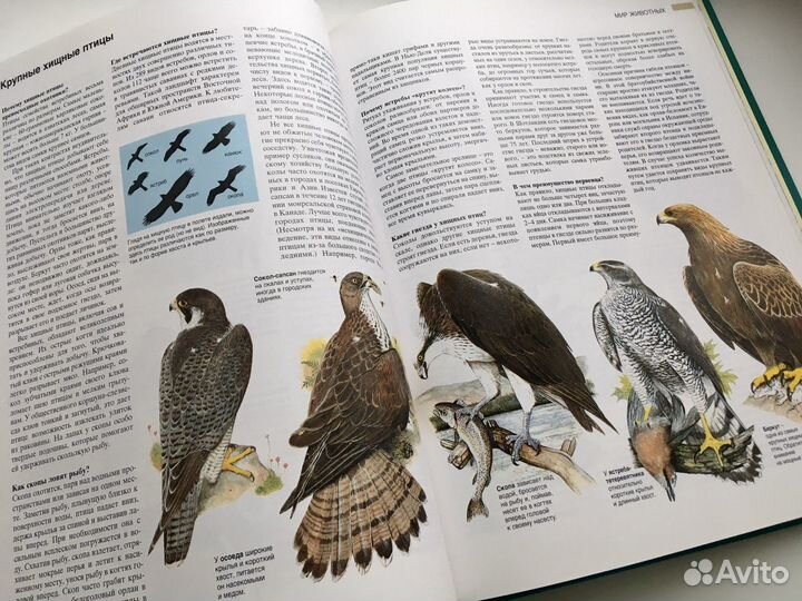 Книга «Азбука природы»